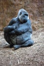 Moutain Gorilla sitting Royalty Free Stock Photo